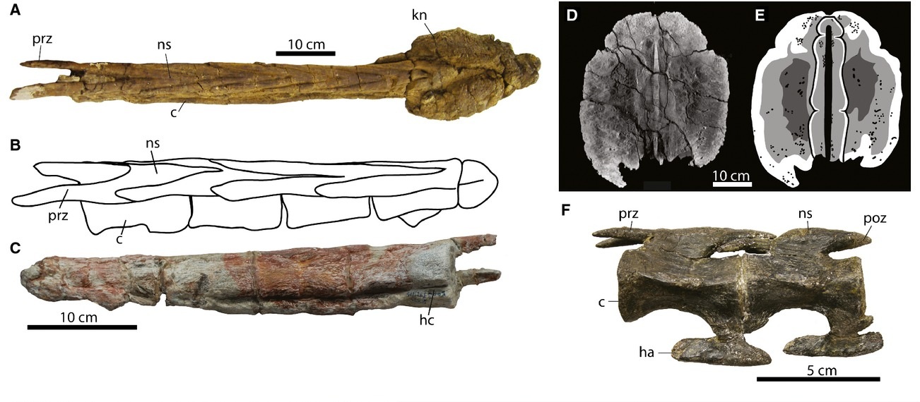 Anatomical diagram of ankylosaur caudal vertebrae illustrating handle and knob integration