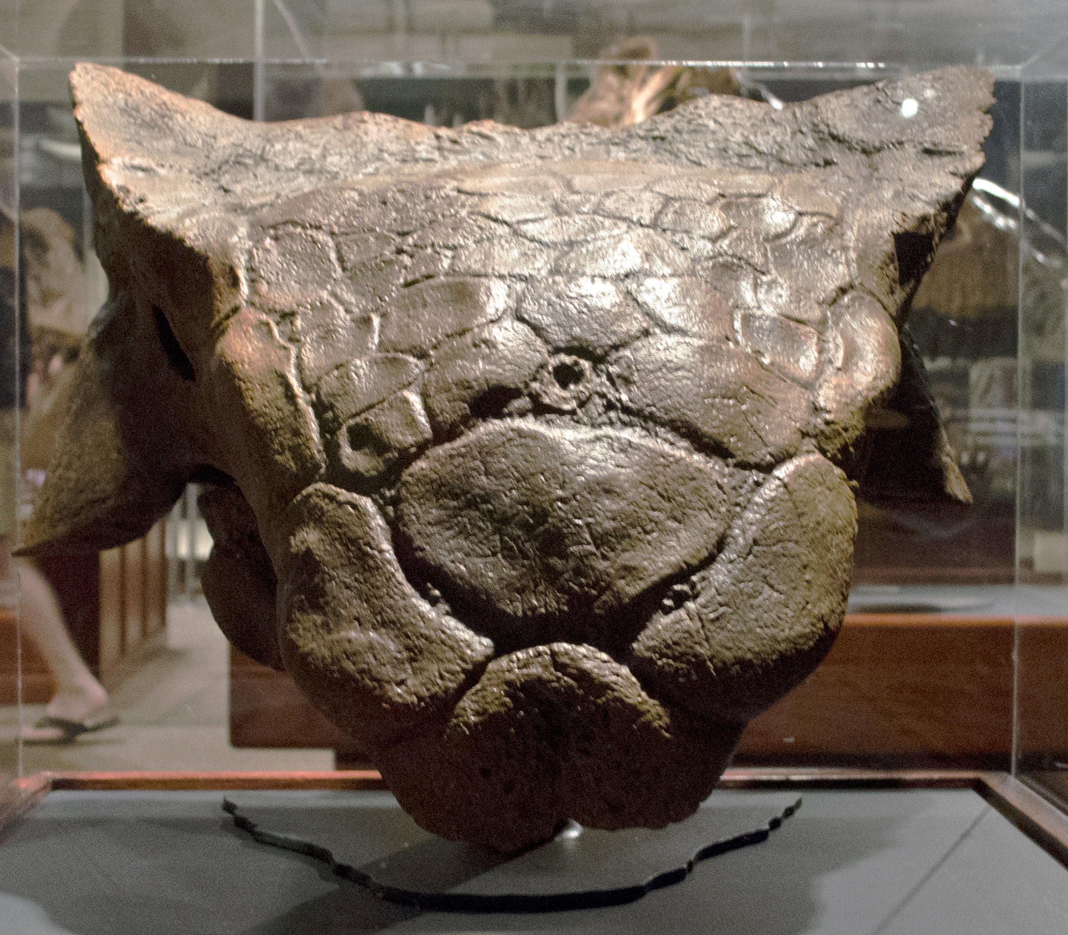 Cast skull of Ankylosaurus magniventris highlighting pyramidal squamosal horns and fused cranial plates