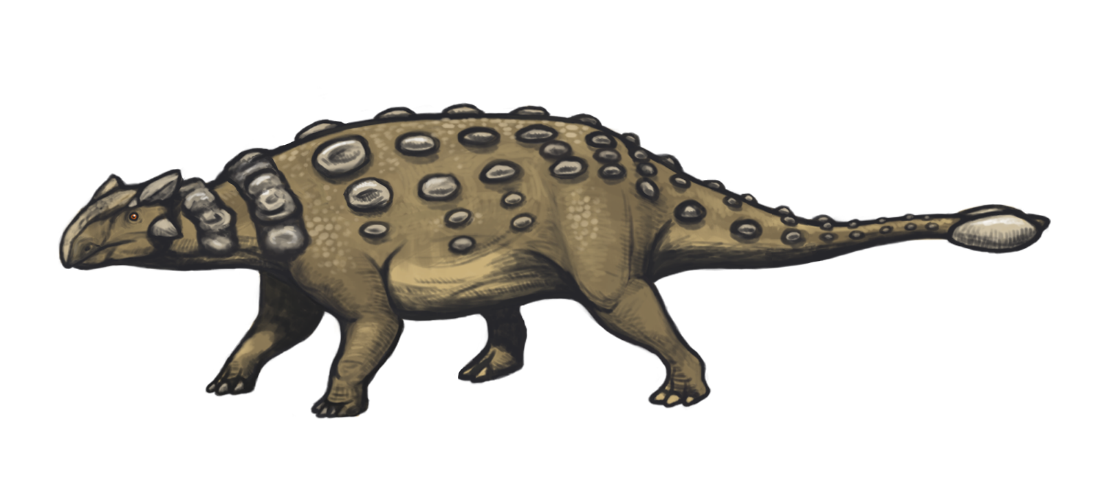 Life restoration of Ankylosaurus magniventris showing heavy dermal osteoderms and terminal tail club