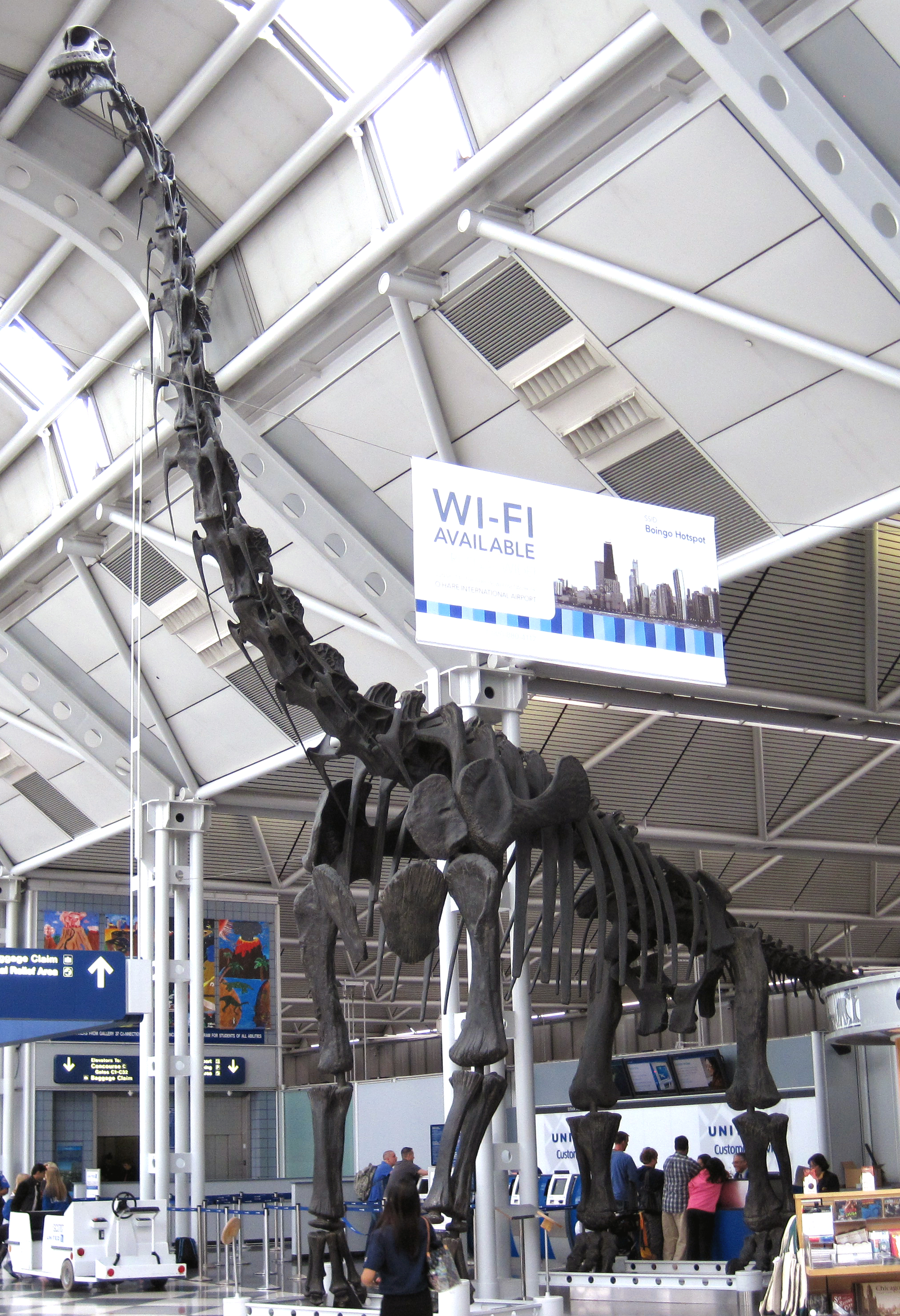Mounted cast skeleton of Brachiosaurus altithorax at the Field Museum of Natural History