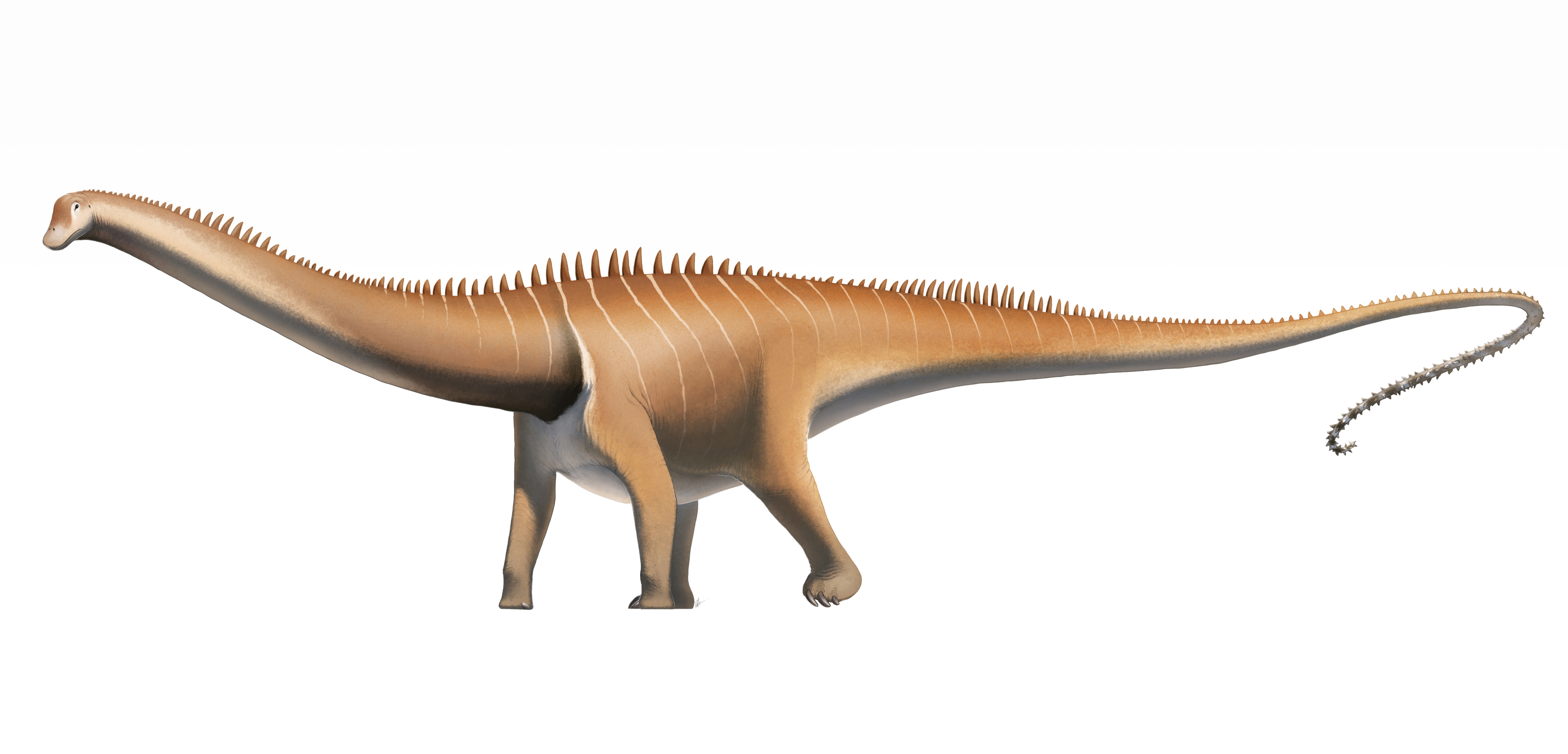 Life restoration of Diplodocus carnegii foraging horizontally in a Jurassic floodplain
