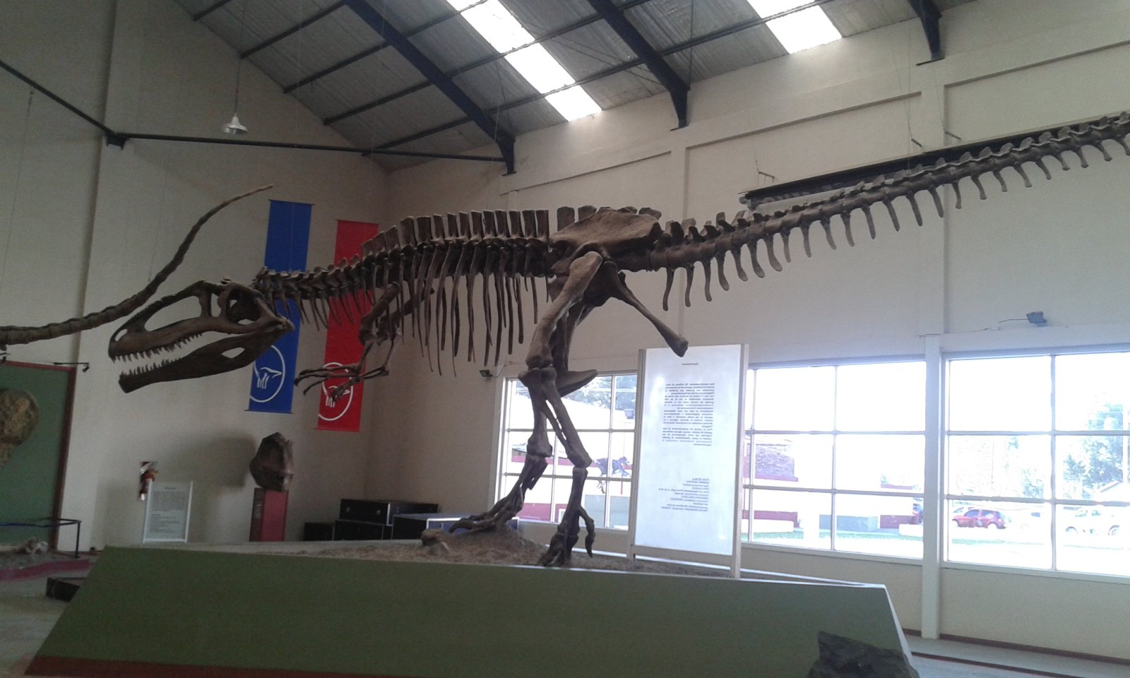 Mounted skeleton replica of Giganotosaurus carolinii at the Museo Carmen Funes in Neuquén Argentina