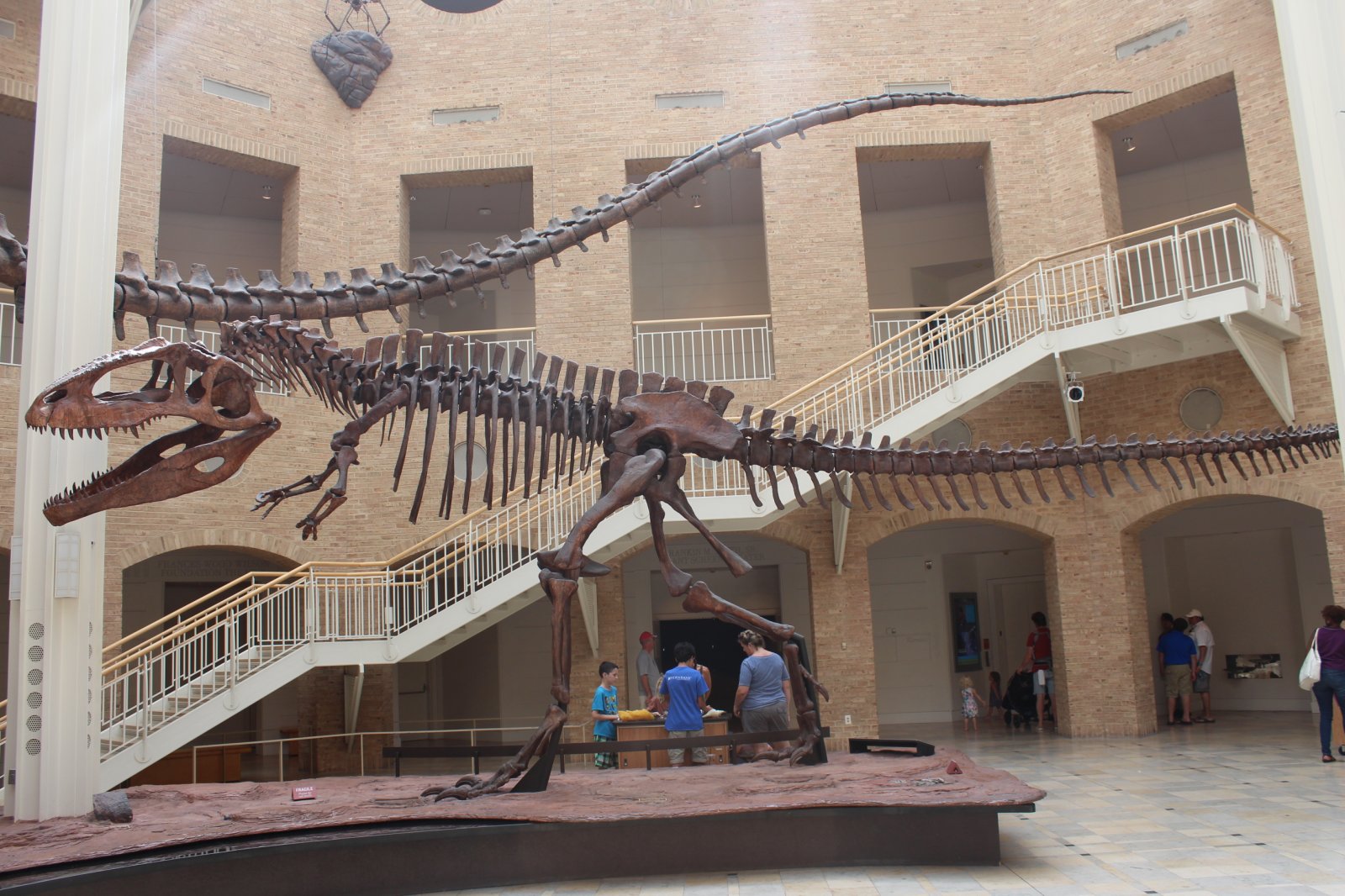 Mounted skeleton of Giganotosaurus carolinii at the Fernbank Museum of Natural History