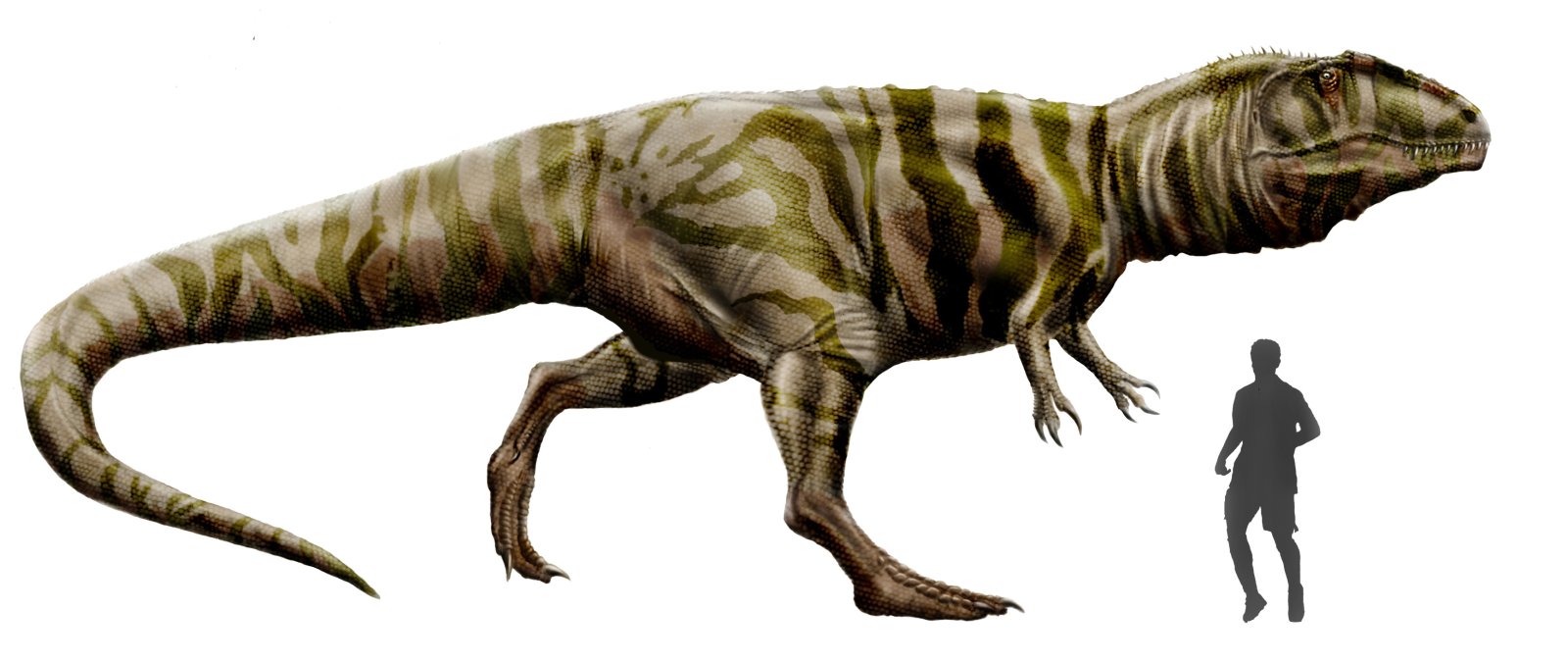 Life restoration of Giganotosaurus carolinii showing muscular build and carcharodontosaurid skull