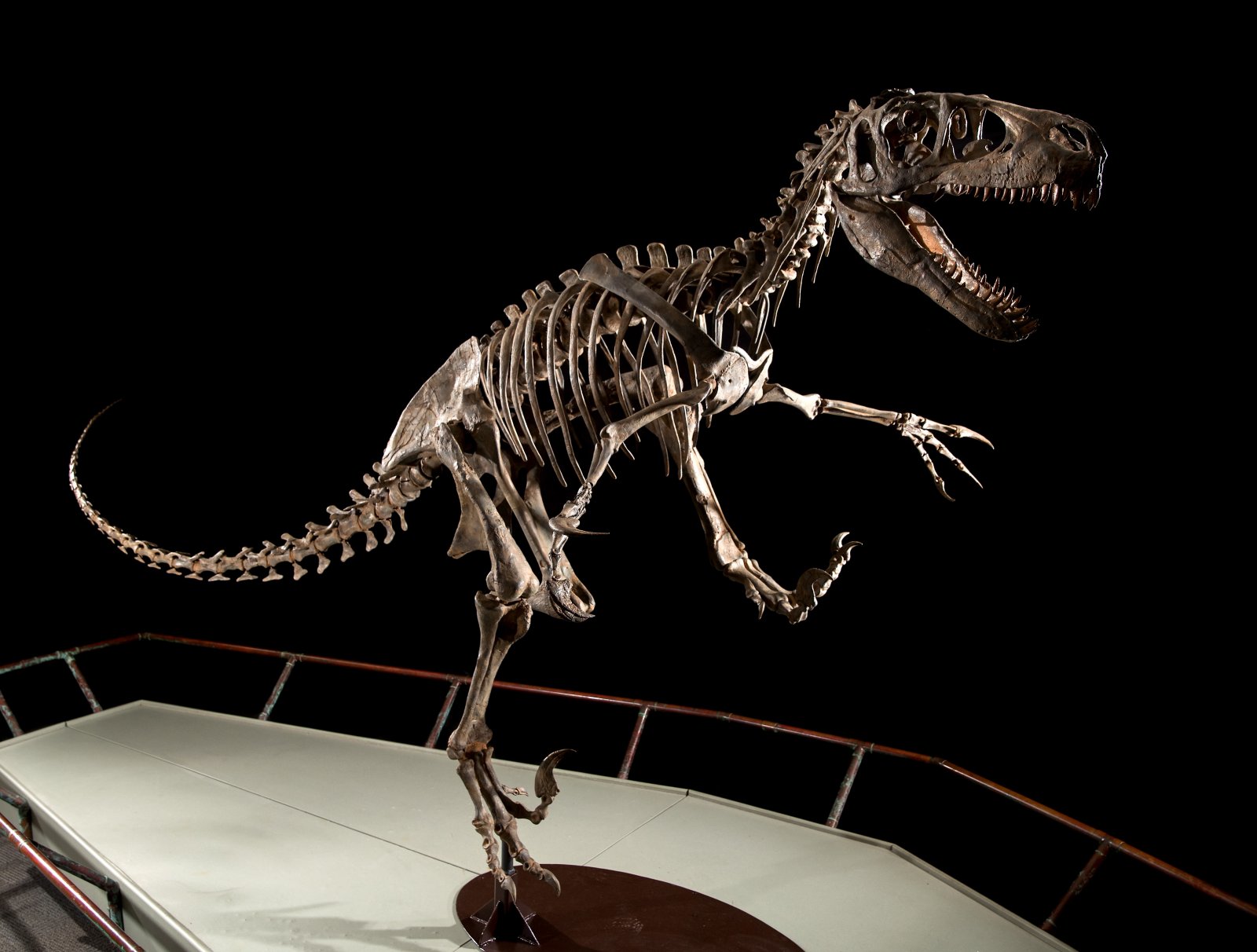 Mounted cast skeleton of Utahraptor ostrommaysorum at BYU Museum of Paleontology