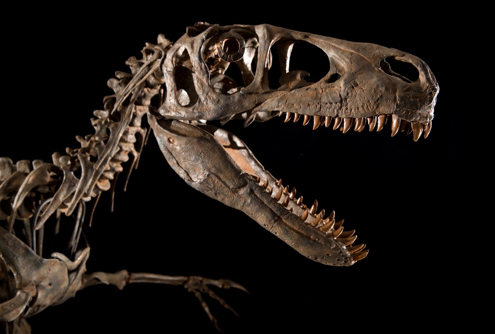 Fossil skull replica of Utahraptor ostrommaysorum showing serrated dentition and reinforced jaws