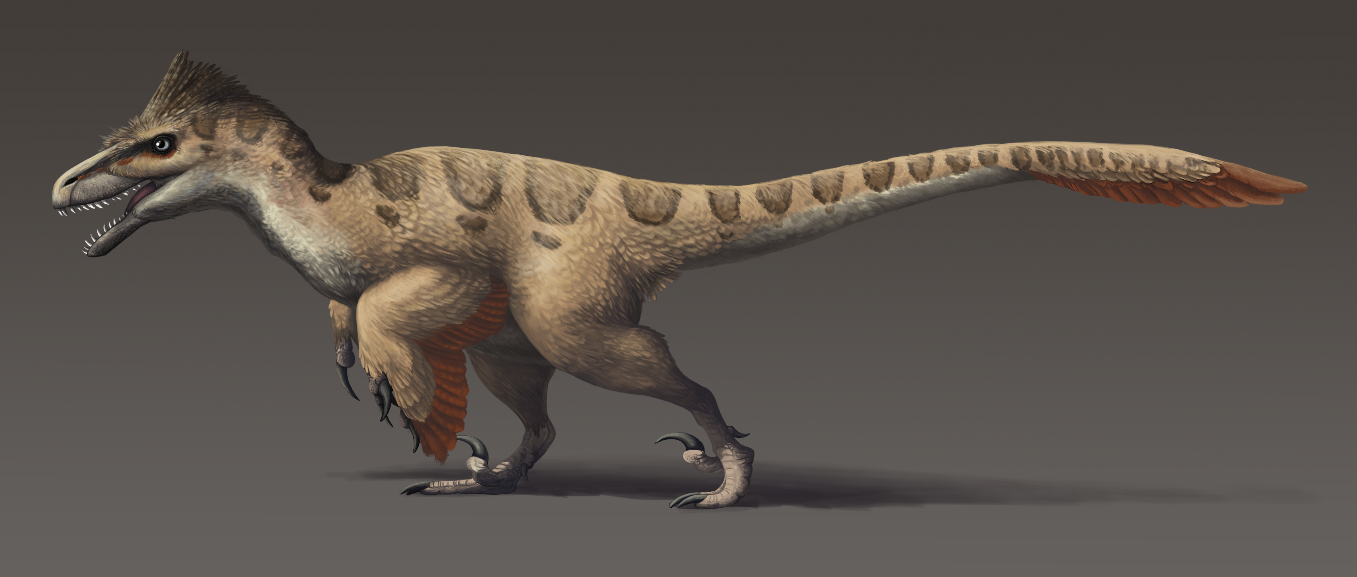 Life restoration of Utahraptor ostrommaysorum showing robust muscular build and dense plumage