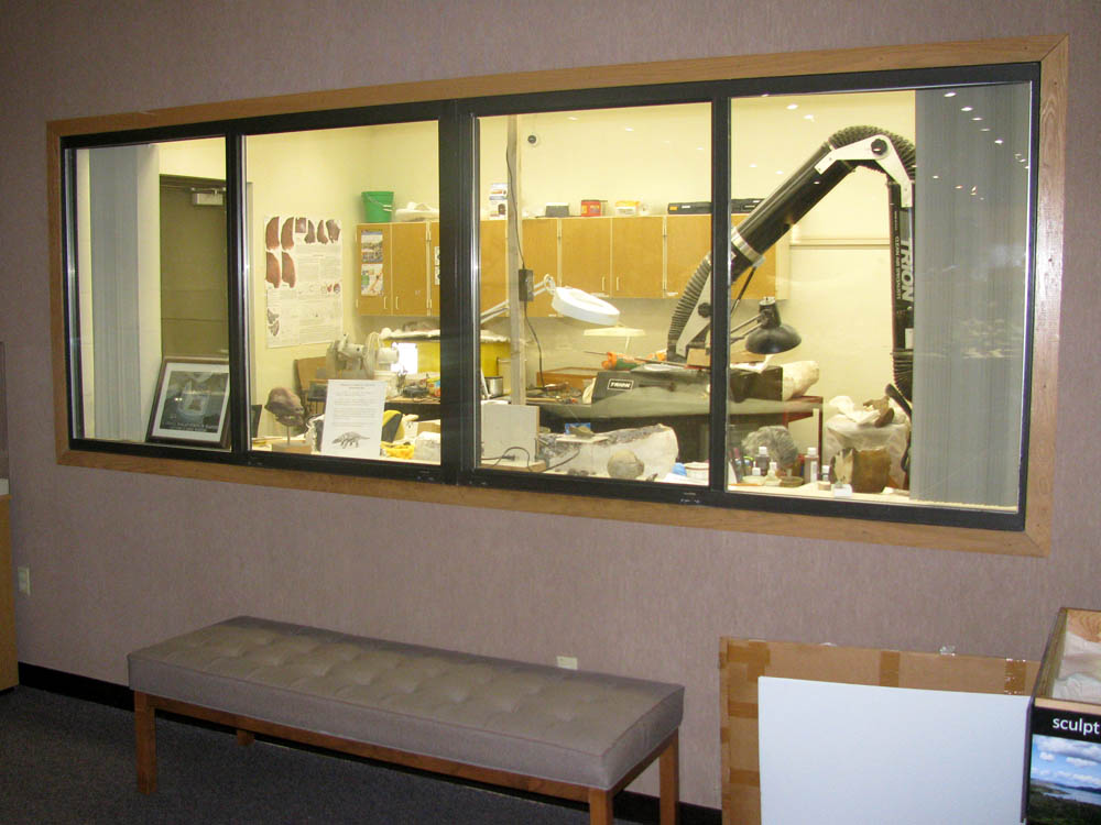 Museum laboratory layout with dinosaur bones arranged for comparative anatomical study