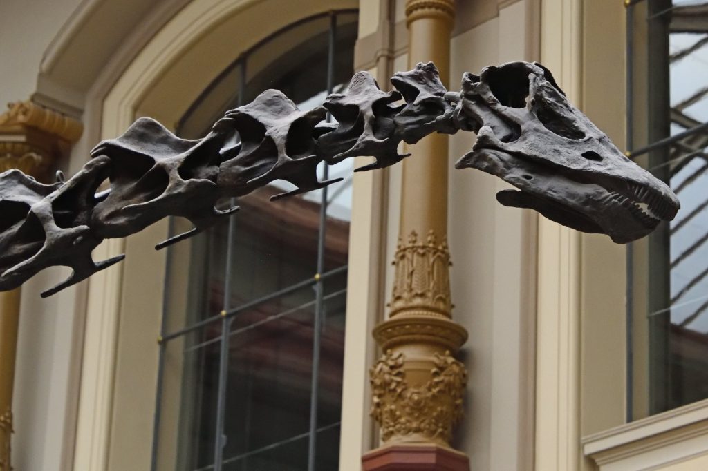 Visual for Diplodocus: How Long Was This Whip-Tailed Giant?