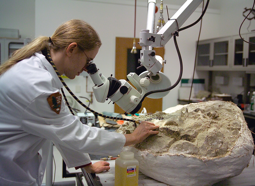 Visual for How Scientists Name a New Dinosaur Species, Step by Step