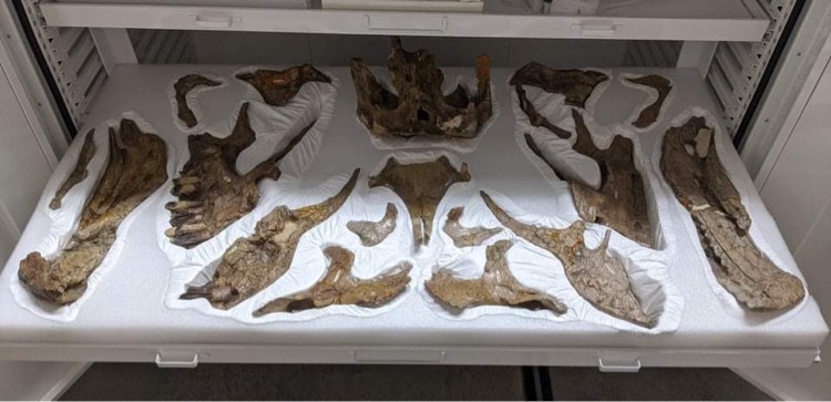 Custom archival museum foam trays supporting fragile fossil bones inside collection drawers