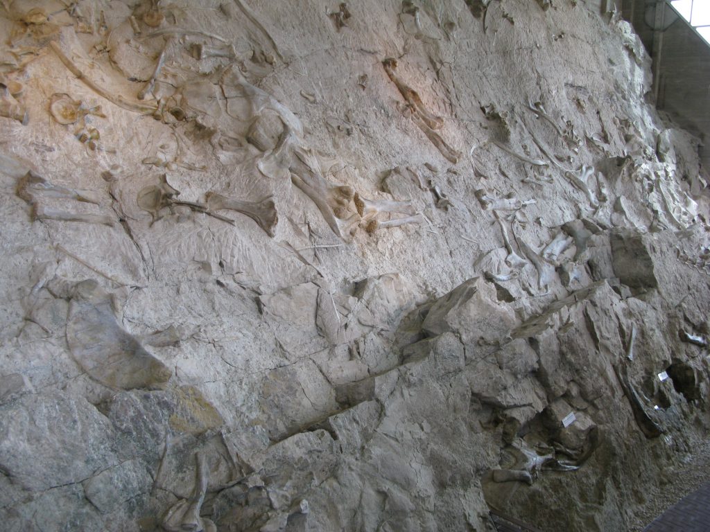 Carnegie Quarry Wall of Bones at Dinosaur National Monument