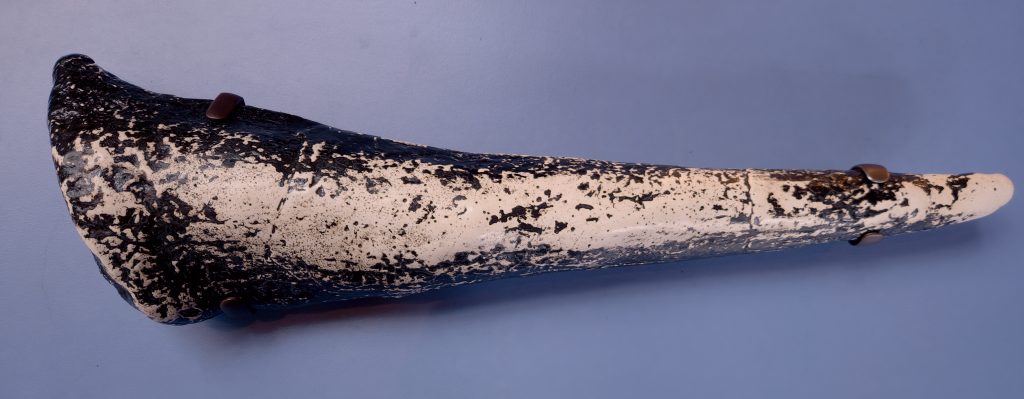 Fossil thagomizer tail spikes of Stegosaurus stenops in museum display