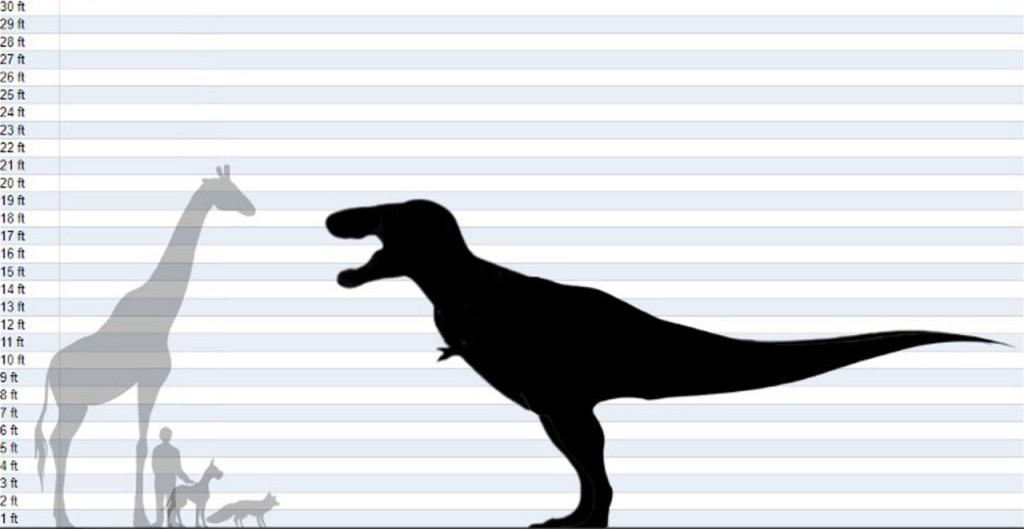 Scale diagram of Tyrannosaurus rex compared to human and modern animals