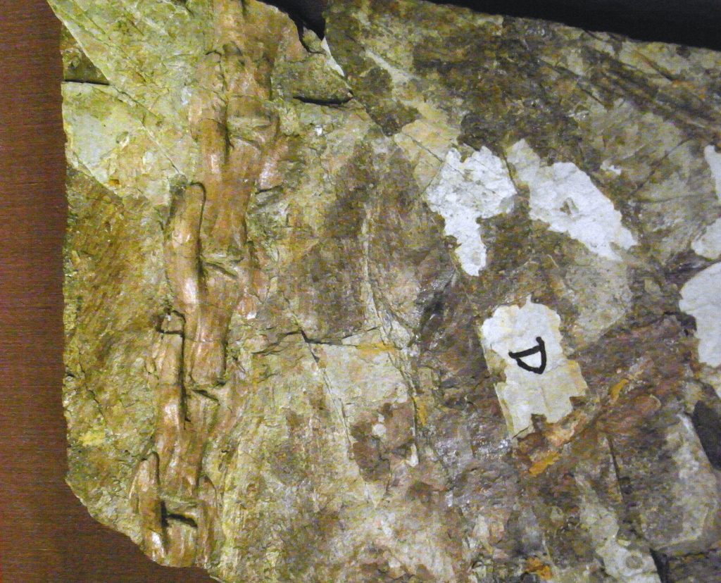 Fossil slab of Yutyrannus huali showing filamentous protofeathers along the tail