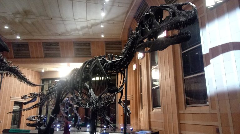 Mounted fossil skeleton of the apex Jurassic theropod Allosaurus fragilis (specimen CMC VP 7180) at the Cincinnati Museum Center.