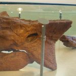 Ankylosaurus magniventris
