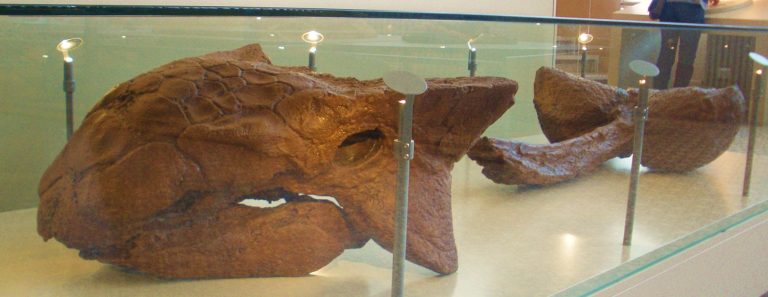Armored fossil skull cast of Ankylosaurus magniventris (based on holotype AMNH 5214) showing cranial armor plates and triangular horn-like projections.