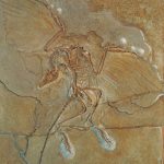 Archaeopteryx lithographica