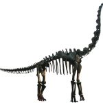 Brachiosaurus altithorax
