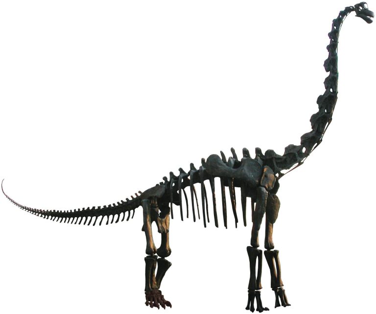Outdoor cast skeleton mount of Brachiosaurus altithorax (specimen FMNH P 25107) at the Field Museum of Natural History, Chicago.