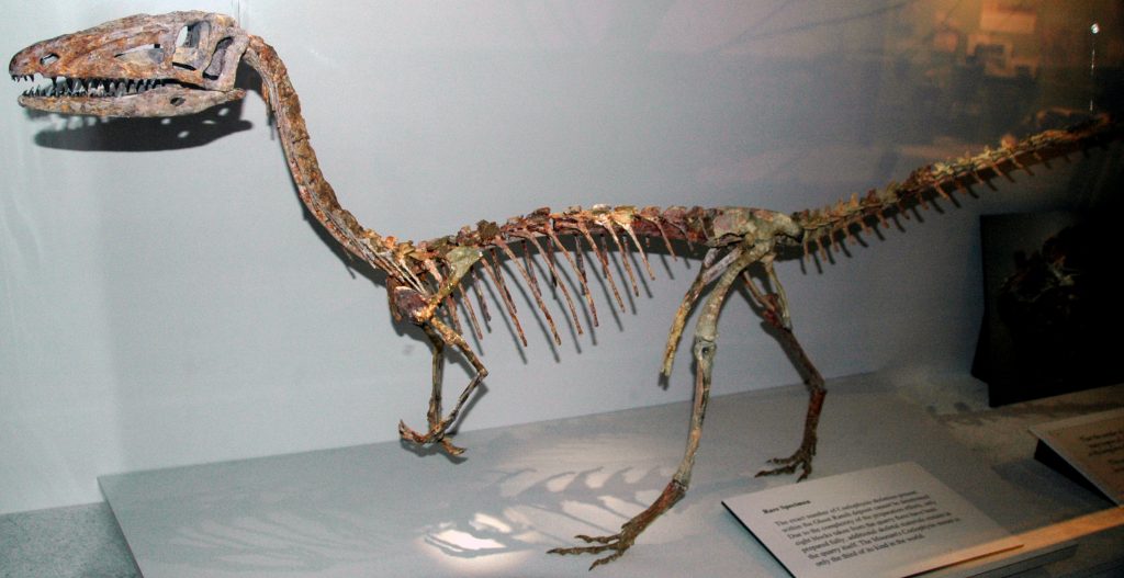 Mounted fossil skeleton of the agile Triassic theropod Coelophysis bauri from the Ghost Ranch bone bed, displayed in predatory pose.