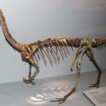 Coelophysis bauri