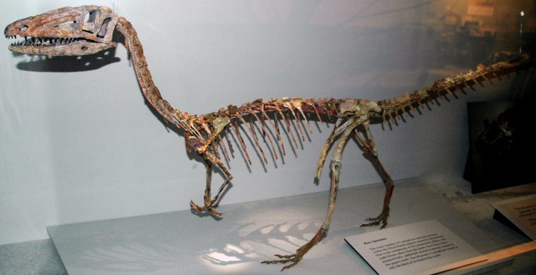 Mounted fossil skeleton of the agile Triassic theropod Coelophysis bauri from the Ghost Ranch bone bed, displayed in predatory pose.