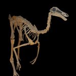 Gallimimus bullatus