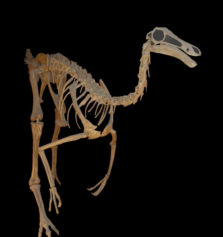 Fossil skeleton cast mount of the ornithomimid dinosaur Gallimimus bullatus (based on holotype ZPAL MgD-I/1) displayed at the Natural History Museum, London.