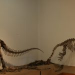Plateosaurus trossingensis