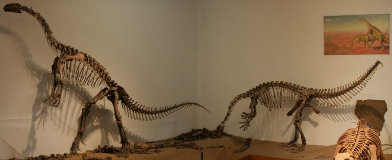 Mounted fossil skeleton of the Late Triassic prosauropod Plateosaurus trossingensis (specimen GPIT/RE/7288) at the University of Tübingen.