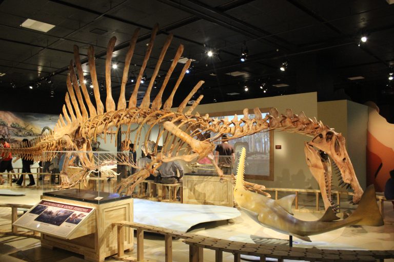 Skeletal reconstruction mount of the semi-aquatic predator Spinosaurus aegyptiacus displayed in swimming pose at the National Geographic Museum.