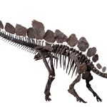 Stegosaurus stenops