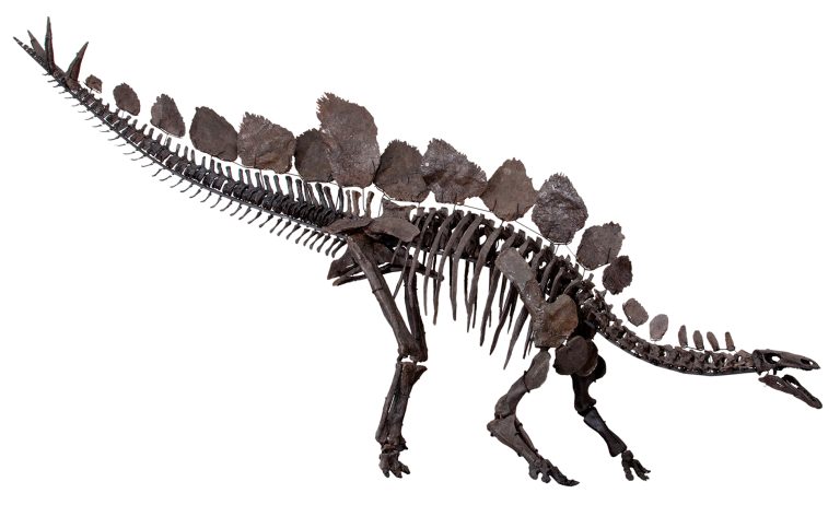 Nearly complete mounted skeleton of Stegosaurus stenops (specimen NHMUK PV R36730, "Sophie") at the Natural History Museum, London.