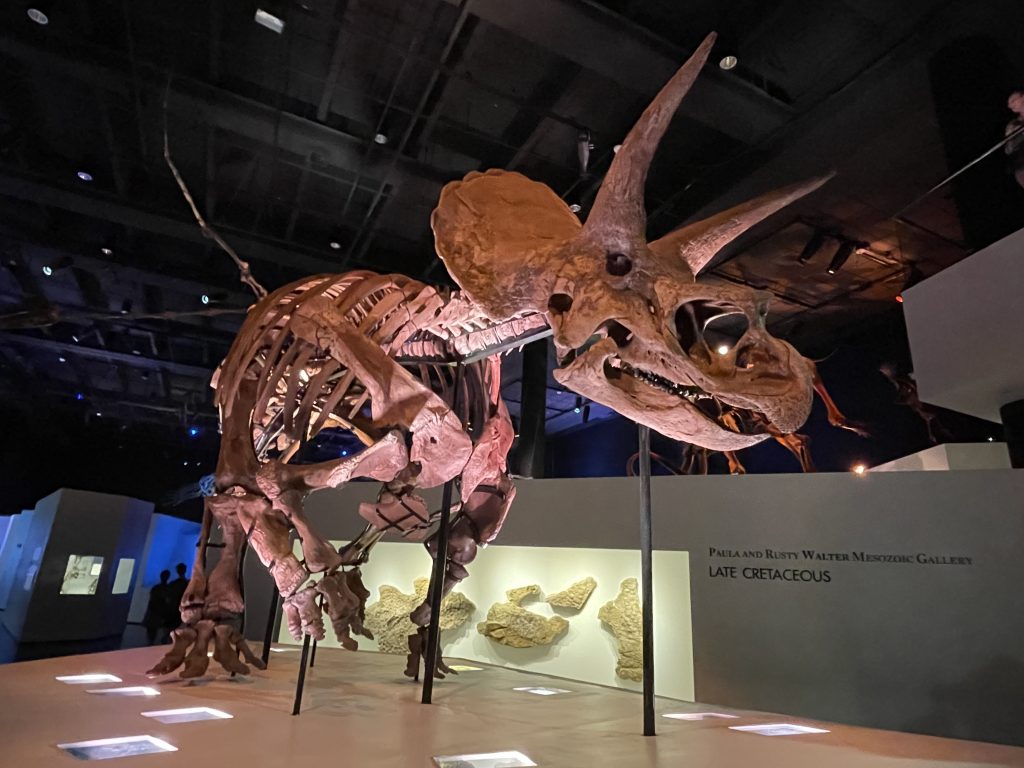 Mounted fossil skeleton of Triceratops horridus (specimen HMNS 2006.1743.00, "Lane") at the Houston Museum of Natural Science.
