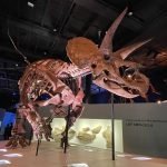 Triceratops horridus