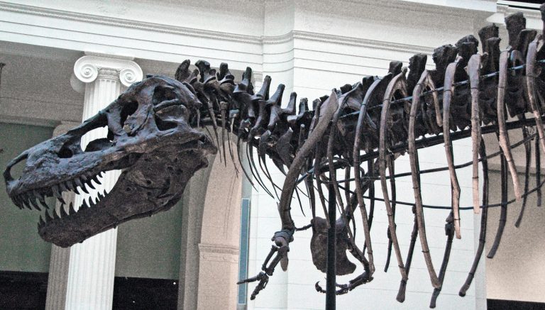 Fossil skeleton mount of Tyrannosaurus rex (specimen FMNH PR 2081, "Sue") displayed at the Field Museum of Natural History, Chicago.