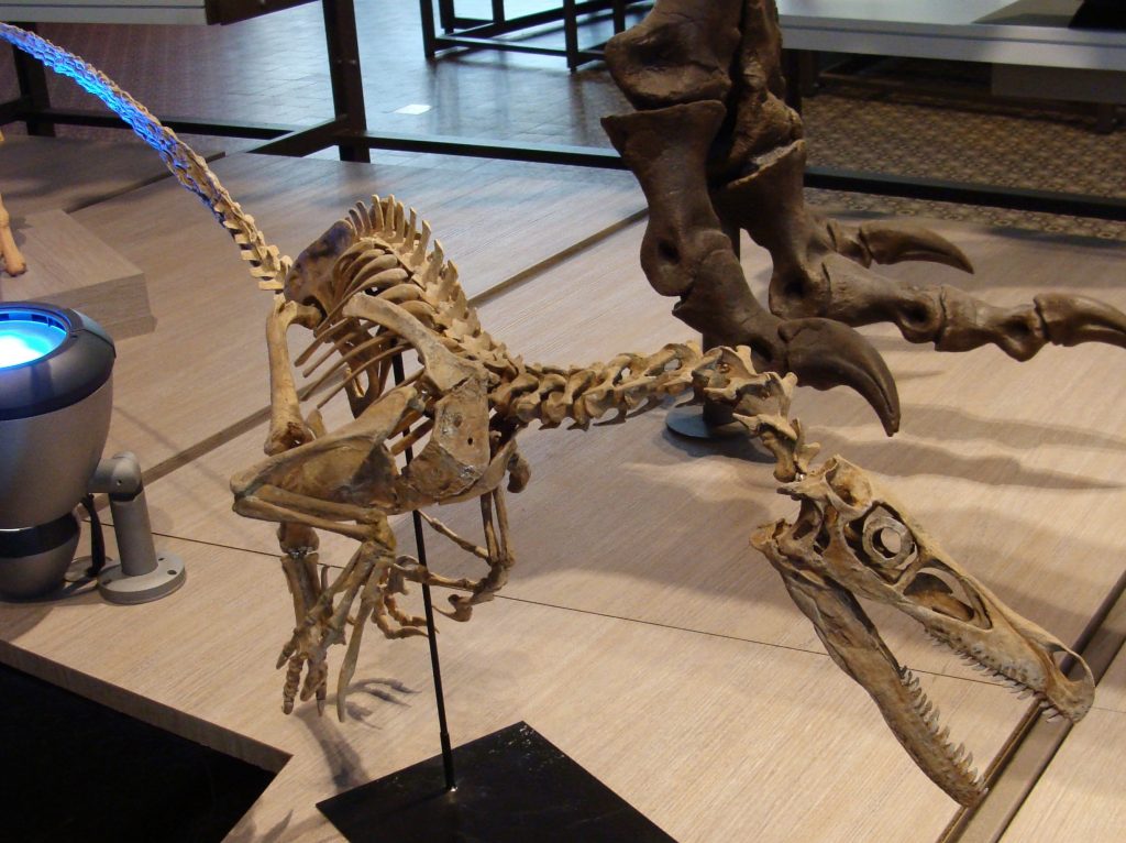 Mounted fossil skeleton cast of Velociraptor mongoliensis showing sickle foot claw and bird-like theropod anatomy at the Royal Belgian Institute of Natural Sciences.