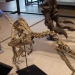 Velociraptor mongoliensis